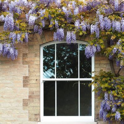 Double Glazing Windows Brackenwood Windows Sliding Sash Window Surrounded By Wisteria